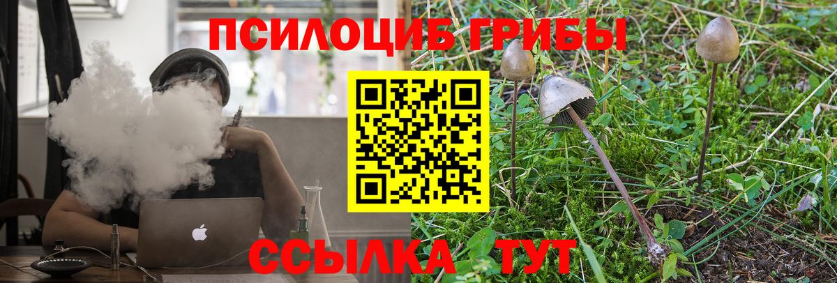 Псилоцибиновые грибы мицелий Зеленогорск